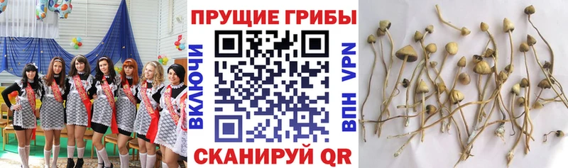 Купить  Киров  Псилоцибиновые грибы мицелий 